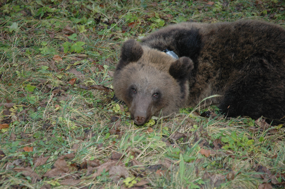 m49 orso pacifico _dsc_0557_1